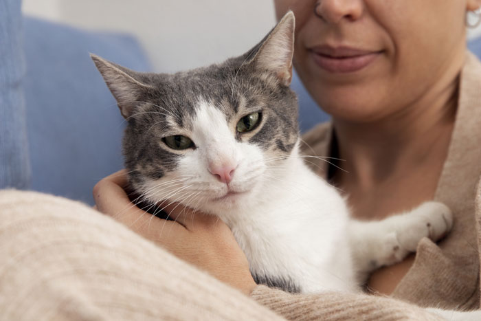 Woman holds a gray and white cat that appears calm, related to destroying a puzzle and apology refusal.