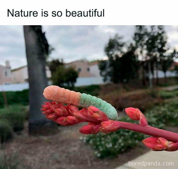 Science meme showing a sour candy on a plant, captioned "Nature is so beautiful."