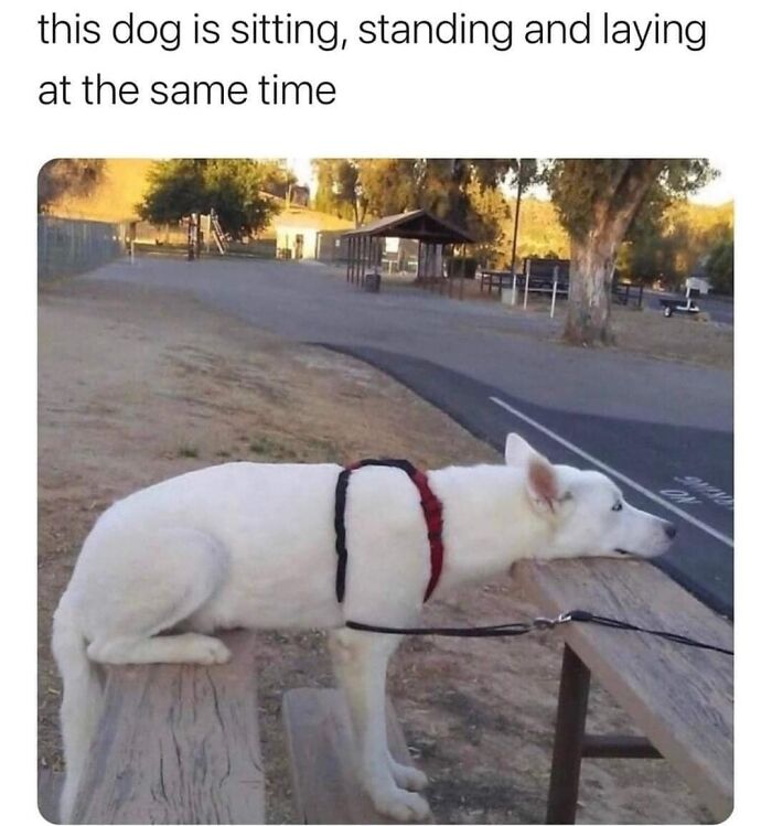 Dog humorously appears to sit, stand, and lie down at once on a park bench, showcasing a funny science meme.