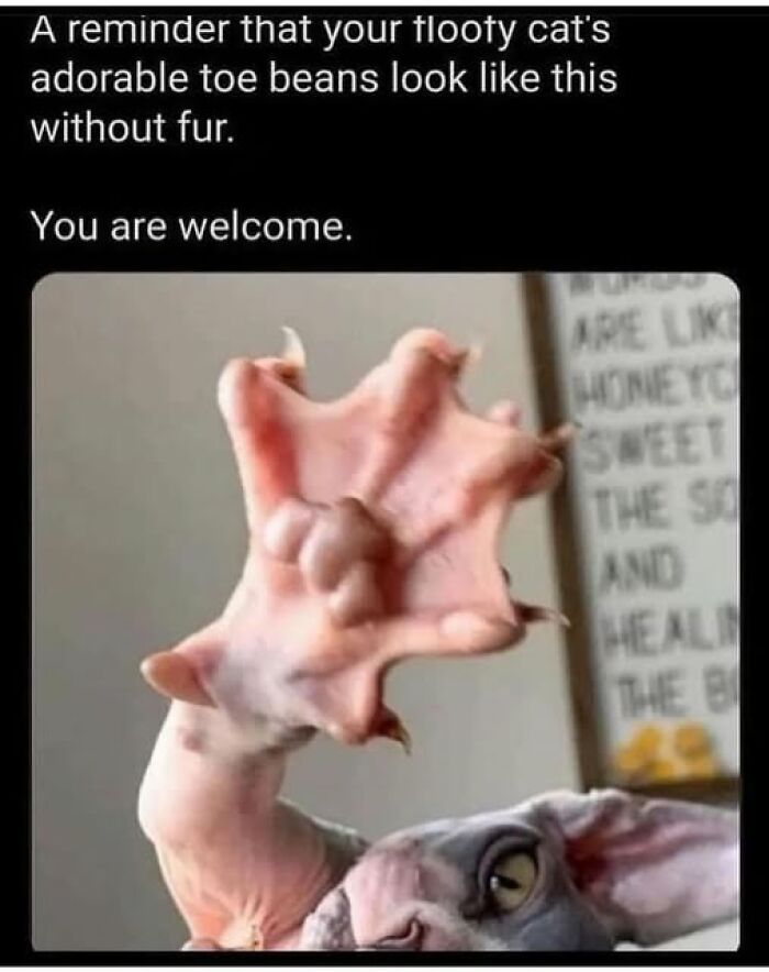 Hairless cat's paw with visible toe pads, paired with a humorous science meme caption.