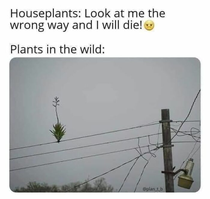 Science meme comparing delicate houseplants to tough wild plants on power lines.