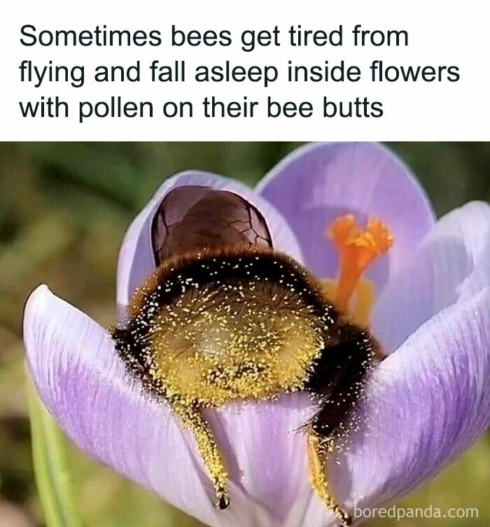 Bee covered in pollen sleeping inside a flower, illustrating a humorous science meme.