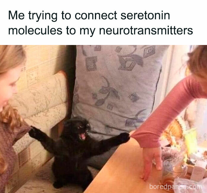 A black cat with open mouth, posing humorously in a science meme about serotonin molecules.