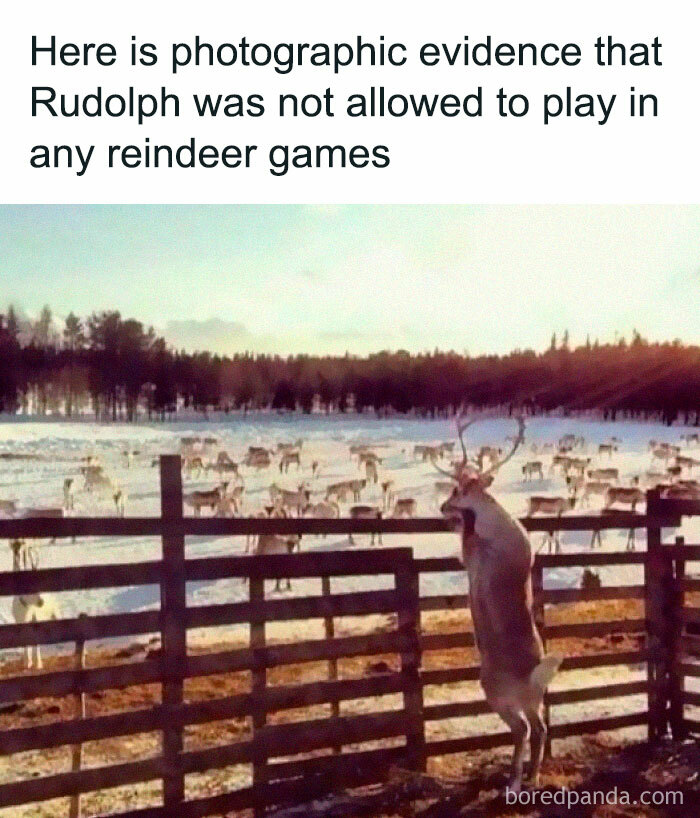 Reindeer looking over a fence in a snowy field, depicting a humorous science meme.