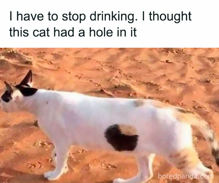 Science meme with a cat and a humorous text about seeing a hole in its fur.