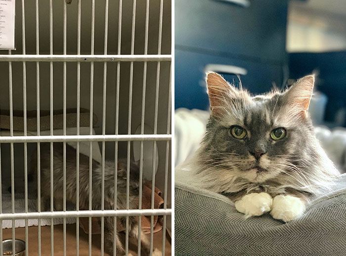 This Woman Adopted A Senior Cat Who Had Lived In A Hoarder’s Rabbit Cage For 12 Years