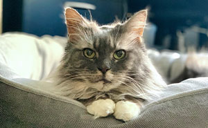 Meet Luna, An Elderly Maine Coon Cat Who Spent 12 Years Confined In A Rabbit Cage