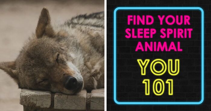 “What’s Your Sleep Animal?”: Take This Test And We’ll Reveal Your Sleep Personality