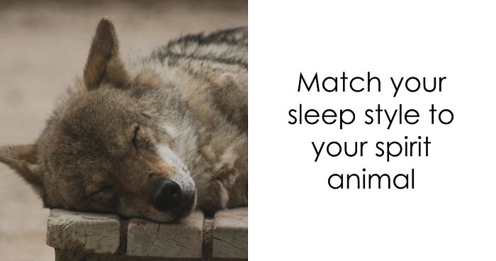 Let’s Match Your Sleep Style To Your Spirit Animal In 20 Questions