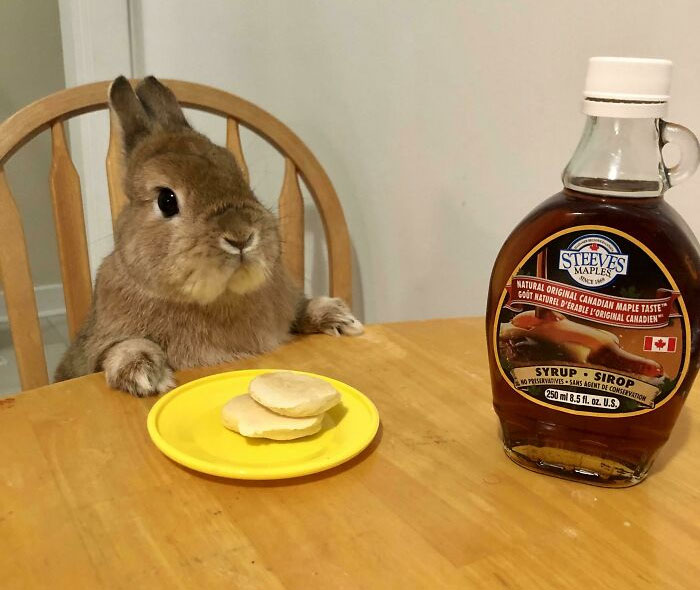 A spoiled pet rabbit sitting at a table with pancakes and syrup.