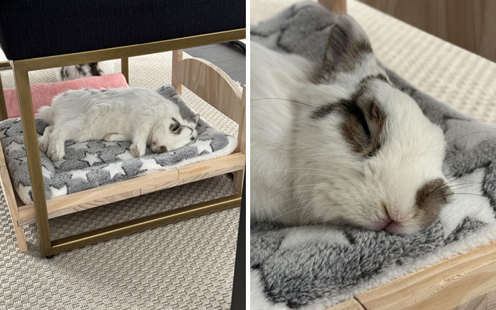 A spoiled pet rabbit sleeps comfortably on a soft, patterned blanket in a cozy spot.