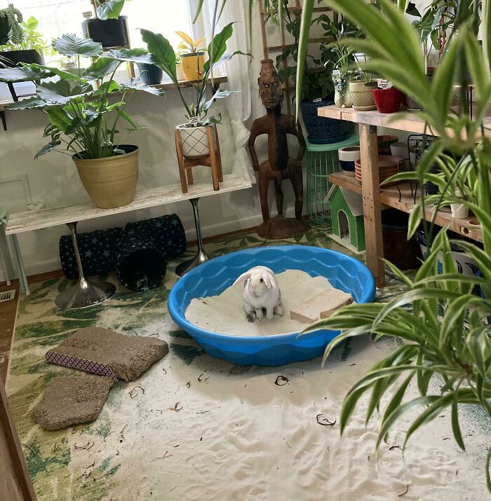 A spoiled pet rabbit sits in a blue sandbox inside a lush room filled with plants.