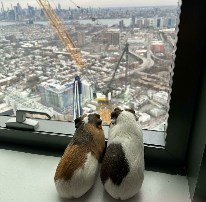 Two guinea pigs enjoy a cityscape view from a high-rise window, embodying the spoiled-pets lifestyle.