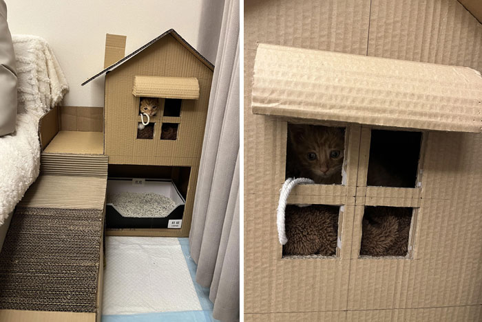 Cat in a cardboard house with windows, showcasing a spoiled-pets lifestyle.