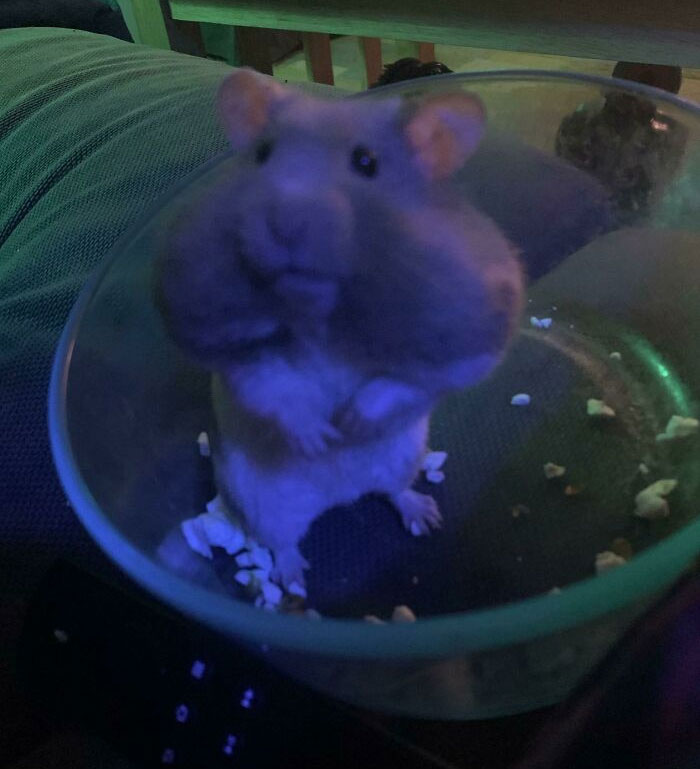 A hamster with full cheeks sits in a glass bowl, surrounded by scraps, in a low-light setting. Spoiled-Pets.