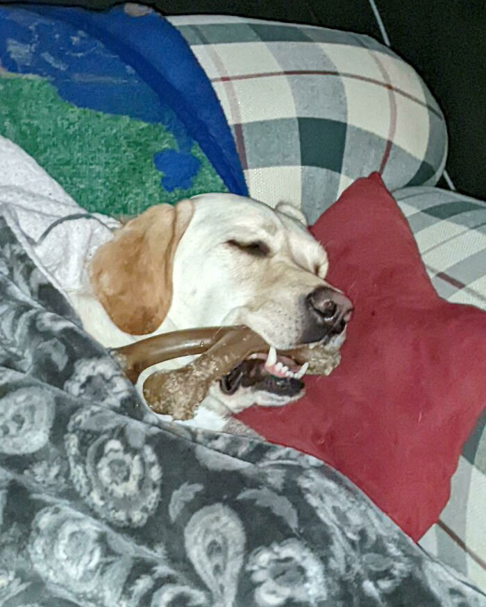 A spoiled pet dog cozy on a couch, wrapped in blankets, holding a bone.