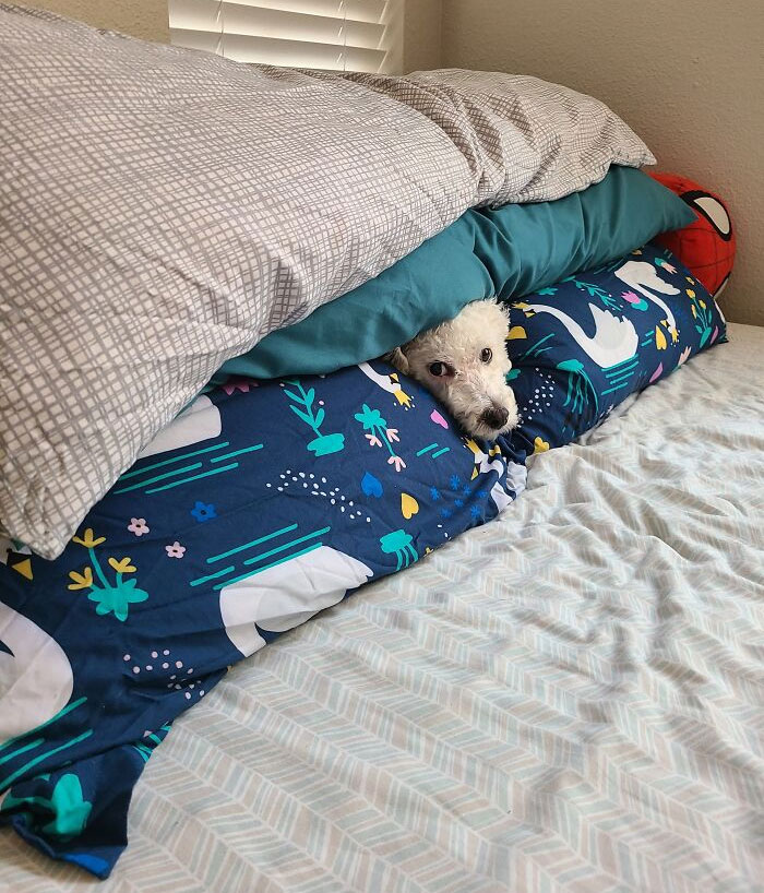 A spoiled pet dog cozily tucked between colorful pillows and blankets on a bed.