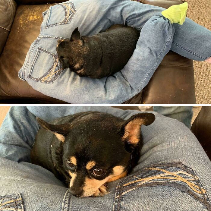 A spoiled pet dog cuddling in a pillow shaped like denim-clad legs on a couch.