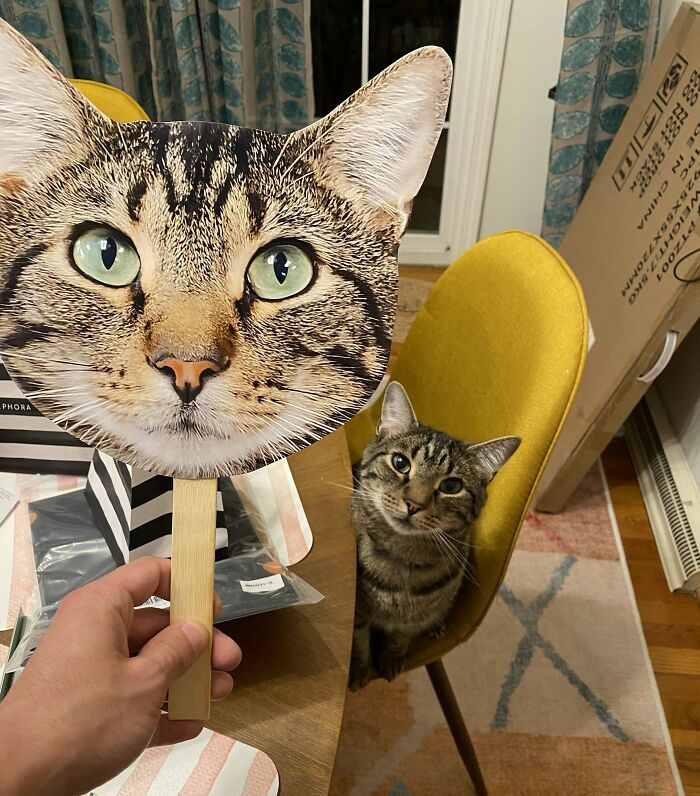 Tabby cat next to a large cat face fan, sitting on a yellow chair in a living room. Perfect example of spoiled pets.