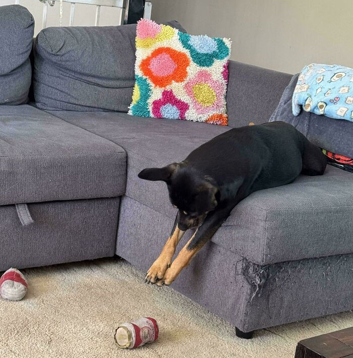 A spoiled pet dog lounging on a gray couch, surrounded by torn toys and colorful pillows.