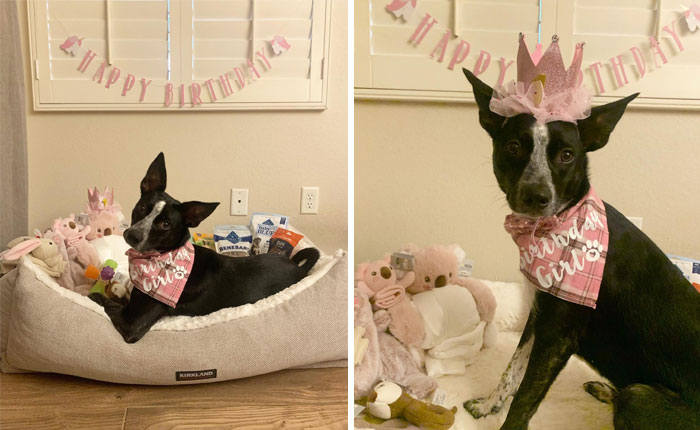 Dog in a pink crown and bandana, surrounded by toys and treats, celebrating a birthday. Spoiled-Pets theme.