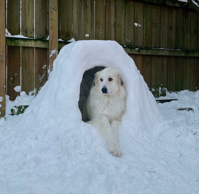 A spoiled pet dog relaxes in a cozy snow igloo in a snowy backyard.