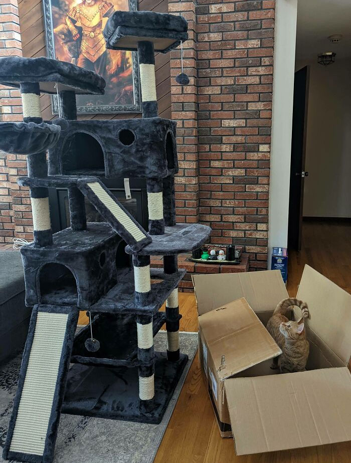 A spoiled pet cat enjoys playing inside a cardboard box near a luxurious cat tree in a cozy living room.