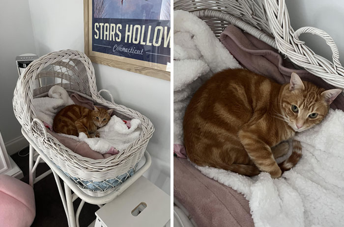 A spoiled pet cat lounging in a cozy wicker bassinet with soft blankets.