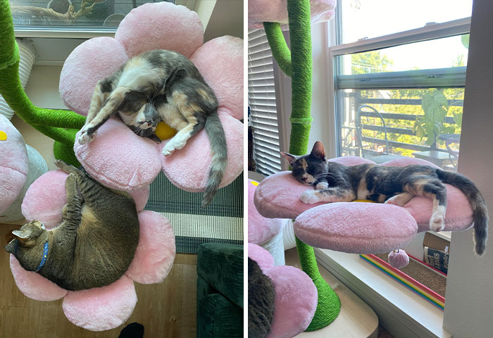 Cats lounging on plush flower-shaped beds by a window, illustrating the comfort of spoiled pets.