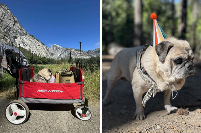 Spoiled-Pets: Pug in a wagon on a scenic trail; pug wearing a party hat in a forest setting.