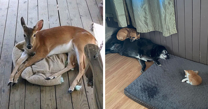 40 Innocent Dogs Who've Fallen Victim To Bed Thievery, As Shown On The 'StolenDogBeds' Subreddit