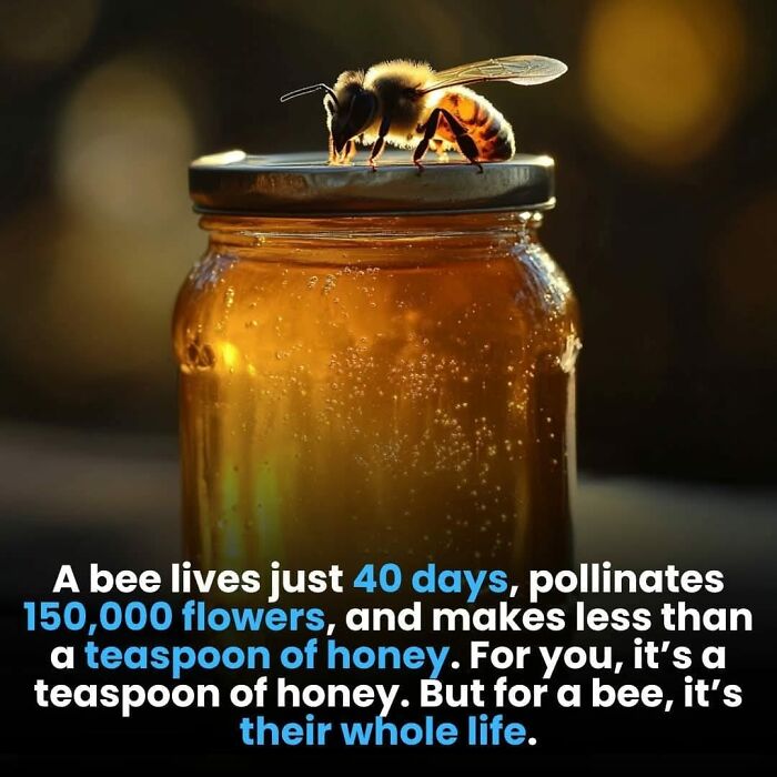 Bee on a honey jar lid with text highlighting fascinating facts about bees.