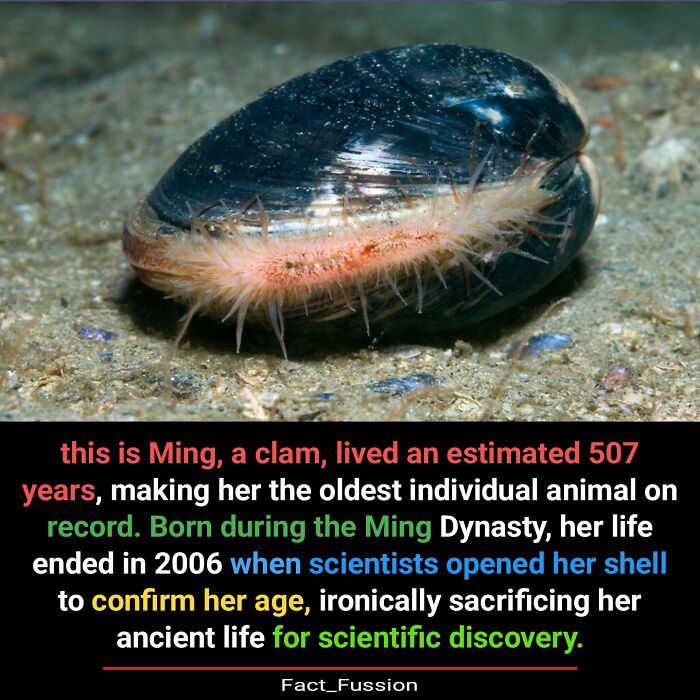 Clam on seabed, a fascinating fact about it lived 507 years, becoming the oldest animal recorded for scientific discovery.