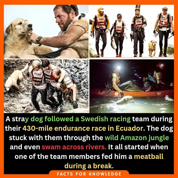 Swedish racing team with a dog during a 430-mile endurance race in Ecuador, showcasing random fascinating facts.