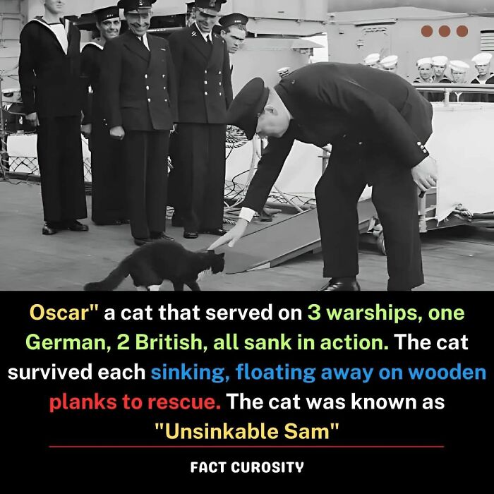 Man reaching to pet a cat on a ship deck, surrounded by naval officers, depicting a fascinating fact about "Unsinkable Sam."