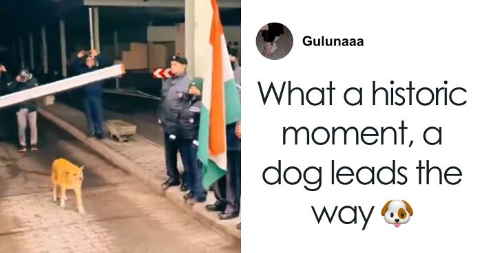 Stray Dog Crossing New Borderline Brings Joyful Applause: “Why Everyone Clap?”