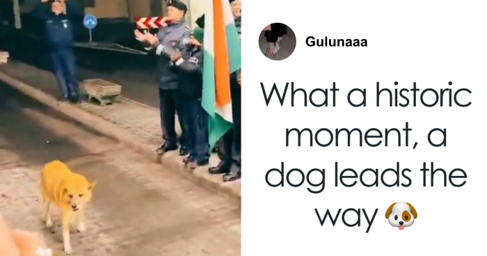 Guards Break Into Applause As Adorable Stray Dog Becomes First To Cross Romania-Hungary Border