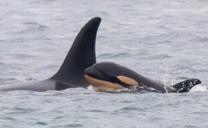 Another “Devastating” Loss For Orca Mom Who Carried Lifeless Calf For 17 Days And 1,000 Miles