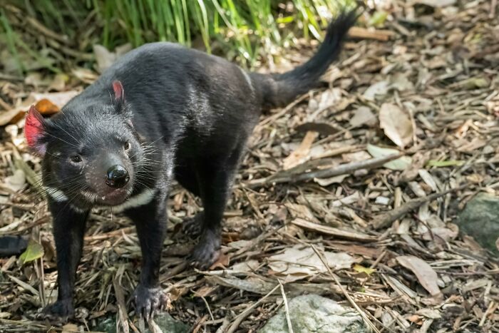 Tasmanian devil standing on leafy ground, looking towards the camera.