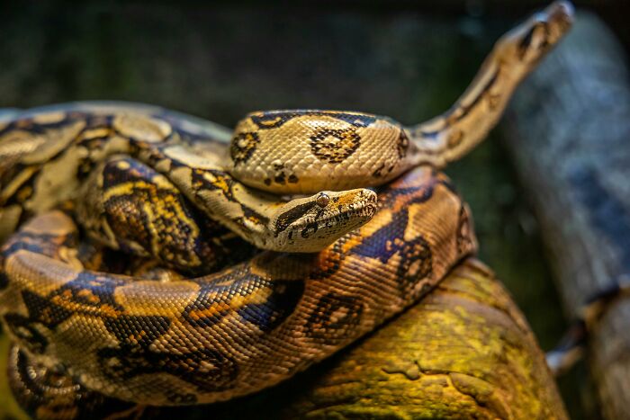 Snake coiled on a branch in natural setting, close-up of scales and pattern details.