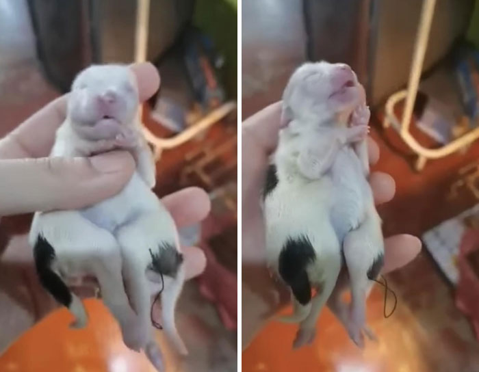 A newborn puppy with unique genetic mutations, showing extra limbs, being gently held in someone's hand.