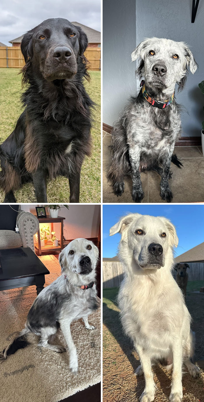 Four unique dogs showcasing genetic mutations, each with distinctive fur patterns and colors.