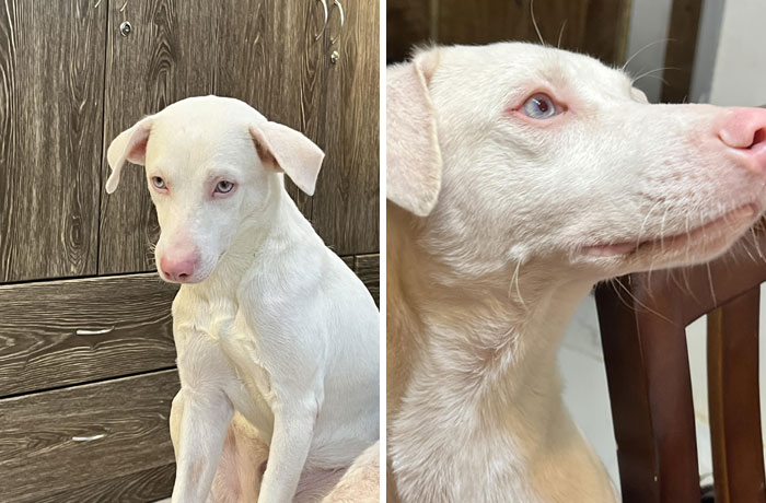 Dog with unique genetic mutations, featuring a white coat and blue eyes, sitting indoors.