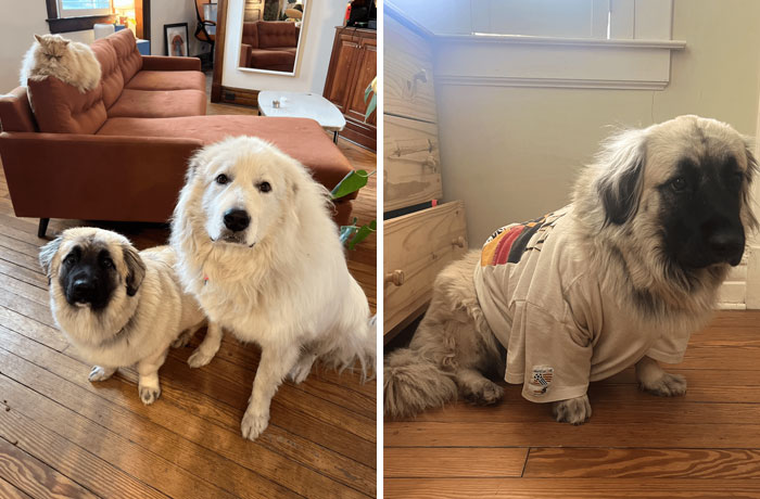 Two dogs with genetic mutations. One fluffy, one wearing a shirt, showcasing unique fur and size features indoors.