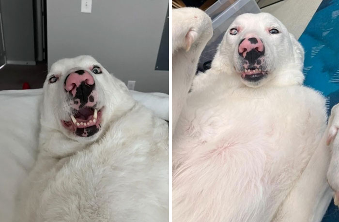 Two white dogs with unique genetic mutations, displaying distinctive facial features and pink noses.