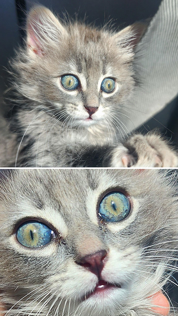 Fluffy kitten with unique eye color, showcasing genetic mutations.