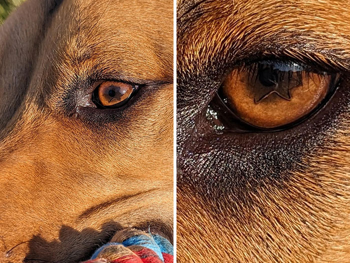 Close-up of a dog's eye showing unique genetic mutation with star-shaped pupil.