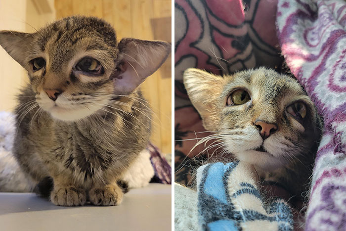 Kitten with unique genetic mutations, showcasing distinct facial features while resting on cozy blankets.