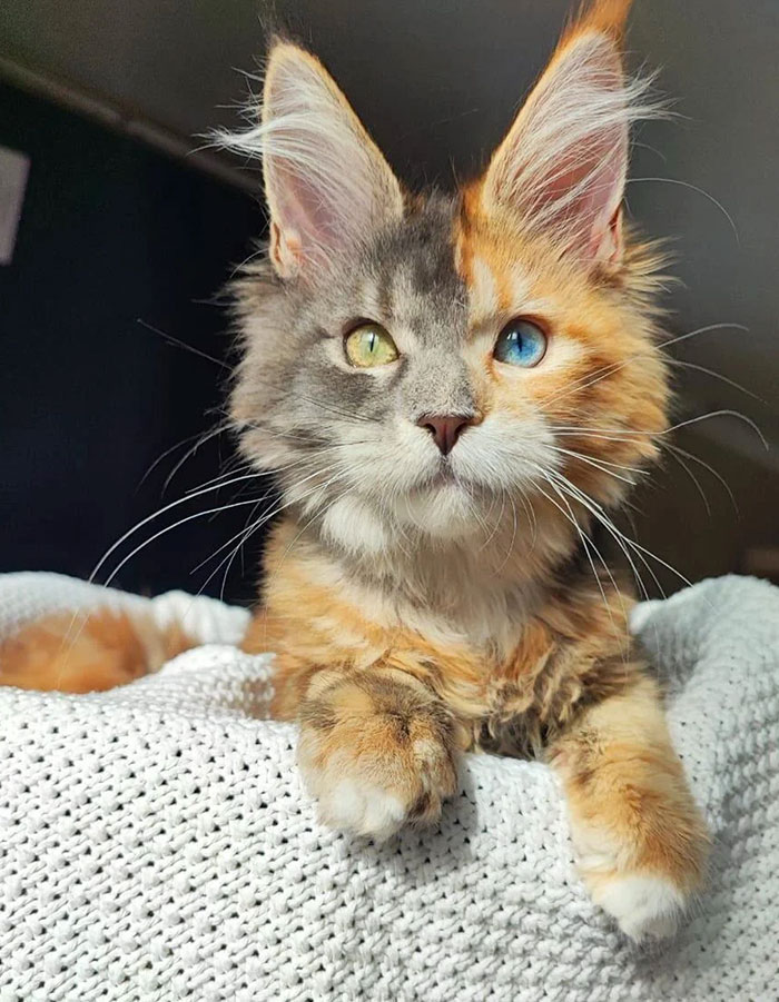 Cat with unique genetic mutations, heterochromia eyes, on a white blanket, showcasing distinct fur pattern.