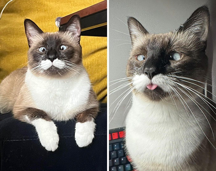 Two cats with unique genetic mutations, boasting distinct facial markings and patterns, sitting comfortably indoors.